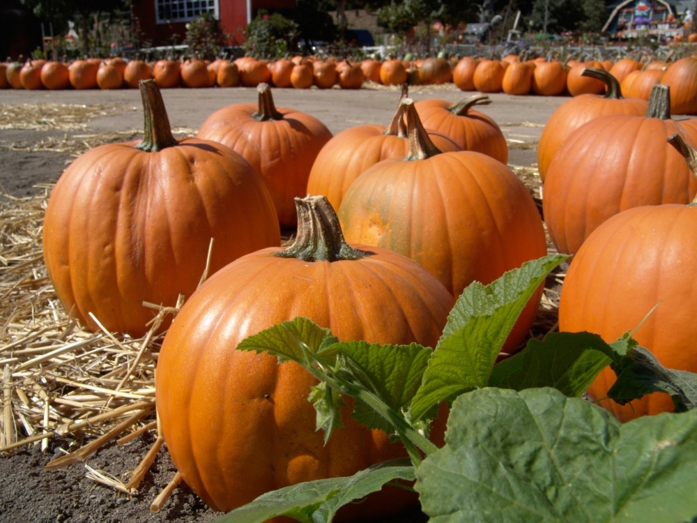 How Autumn’s Signature Food Boosts Senior Health