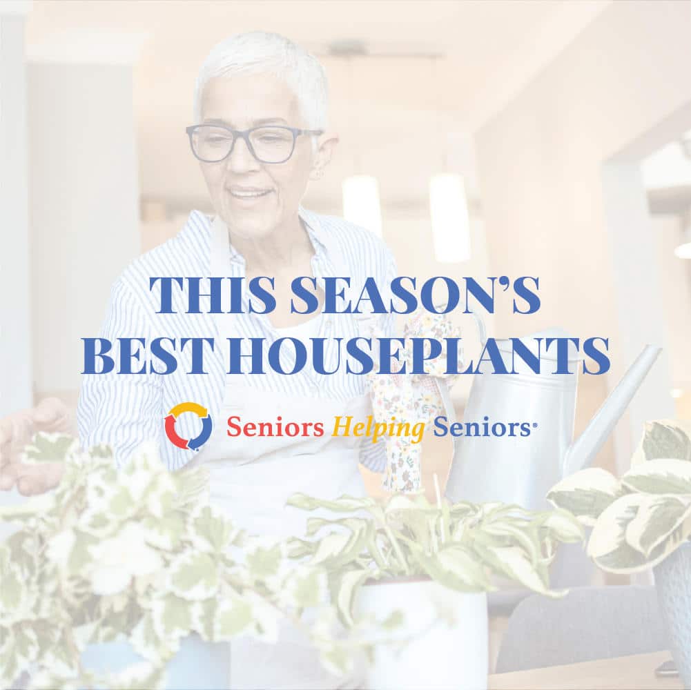 Three Must-Have Spring Houseplants For Greenery-Loving Seniors in Broward County, FL
