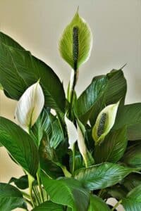 Peace Lily in Pembroke Pines, FL, Davie, Cooper City, Southwest Ranches, Weston, Southwest Broward County, Florida
